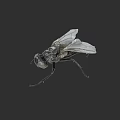Black Fly With Transparent Wings And Detailed Body Isolated On Dark Background