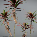 Vibrant Leafy Plants Featuring Pink And Green Leaves On Slender Stems Against Gray Background