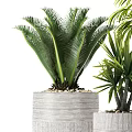 Three Different Sizes Green Leafy Bonsai Potted Plants In Textured Gray Pots