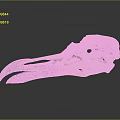 Anatomical Bird Skull Skeleton With Black Yellow Beak On Dark Reflective Background