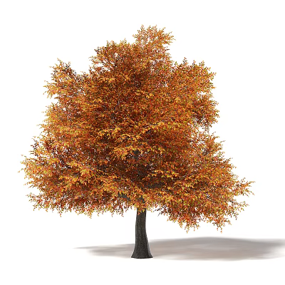 Tall Autumn Arbor with Vibrant Orange and Yellow Foliage and Full Canopy 3d model