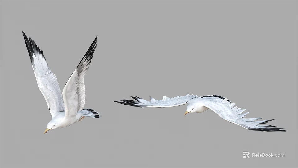 Two White Seagulls Flying Gracefully With Spread Wings Against Gray Background 3d model 