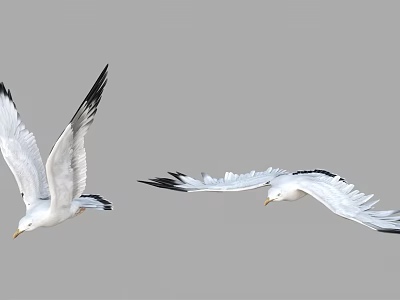 Two White Seagulls Flying Gracefully With Spread Wings Against Gray Background 3d model