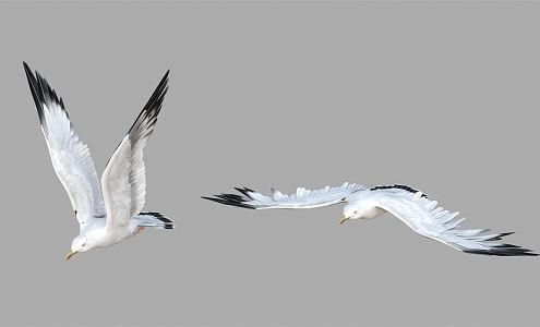 modern seagull 3d model