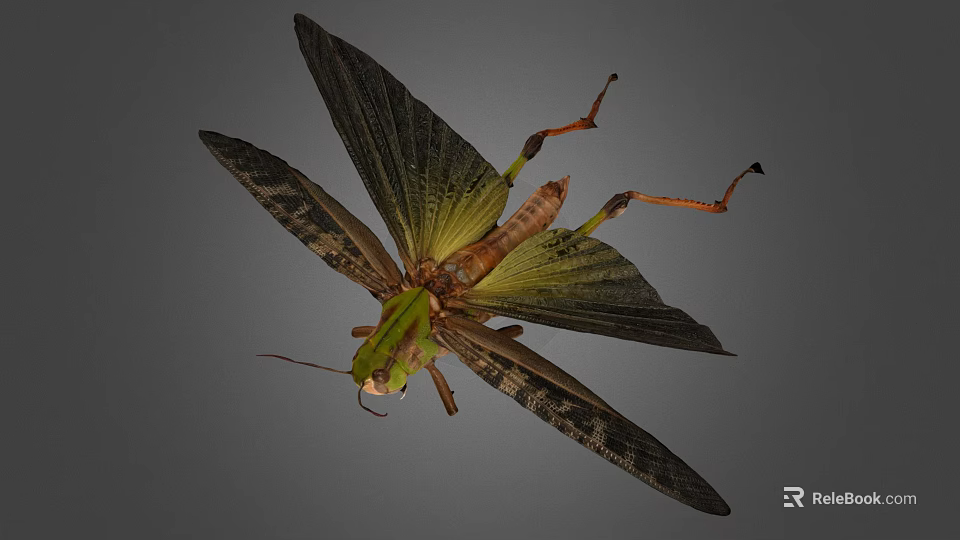 Green Grasshopper With Large Wings And Long Hind Legs Isolated On Gray Background 3d model 