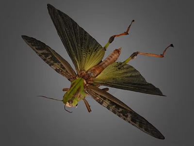 Green Grasshopper With Large Wings And Long Hind Legs Isolated On Gray Background 3d model