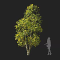 Tall Lush Tree With Green Leaves And Yellow Blooms Against Dark Background With Human Silhouette