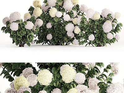 Beautiful Blooming Garden Flowers With Soft White Pink Cream Petals And Lush Green Leaves 3d model