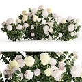 Beautiful Blooming Garden Flowers With Soft White Pink Cream Petals And Lush Green Leaves