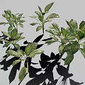 Gold Vein Justicia Perennial Evergreen Foliage Plant With Green Leaves And Gold Veins