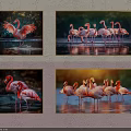 Vibrant Flamingo Animal Paintings Featuring Standing And Flying Birds In Water Reflections