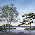 Landscape Tree Landscape Tree Pool Pohan Pine Arbor Pine 3d model