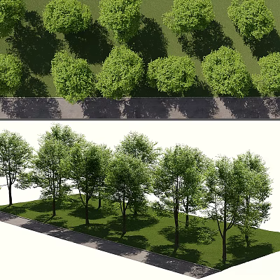 Row of Green Leafy Arbor Trees in Outdoor Landscape With Grass and Shade 3d model
