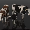Group of Cows Including Brown White And Black White Calf on Black Background With Reflection