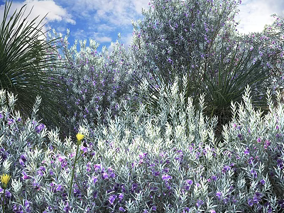 Lush Flowering Shrubs With Purple Blooms And Silvery Gray Foliage In Sunny Garden 3d model