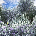 Modern flowers and plants combination landscape shrub shrub plant combination natural landscape 3d model