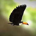 Game Movie Toucan Character Flying With Black Wings Orange Yellow Beak White Throat Blurred Background