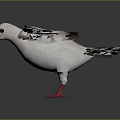 White Pigeon With Spreading Wings In Flight Posture And Red Beak And Red Feet