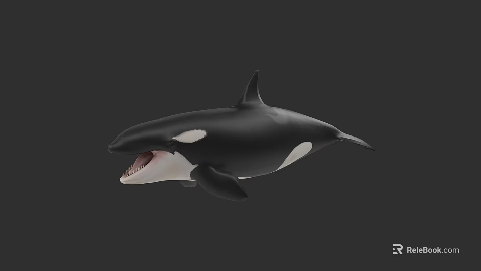 Majestic Black And White Orca Aquatic Animal With Open Mouth Swimming In Marine Environment 3d model 