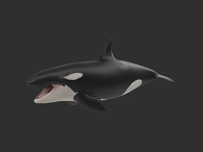 Majestic Black And White Orca Aquatic Animal With Open Mouth Swimming In Marine Environment 3d model