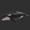 Majestic Black And White Orca Aquatic Animal With Open Mouth Swimming In Marine Environment