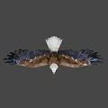 Low Poly Eagle Standing With Spread Wings And Brown White Feathers