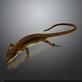 Orange Lizard With Slender Body And Long Tail On Dark Shiny Surface 3d model