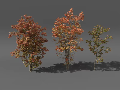 Three Arbor Trees Displaying Red Orange And Green Seasonal Foliage 3d model