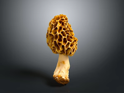 Fresh Natural Morel Mushroom With Yellow Honeycomb Cap And White Stem 3d model