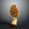 Fresh Natural Morel Mushroom With Yellow Honeycomb Cap And White Stem