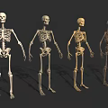 Four Detailed Human Skeletons Arranged For Display On Black Background