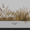 Decorative Dried Grasses In White Planter Against White Wall And Gray Floor