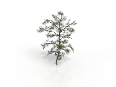 Isolated Green Needle Tree With Slender Trunk And Natural Branch Distribution Against White Background 3d model