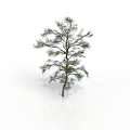 Isolated Green Needle Tree With Slender Trunk And Natural Branch Distribution Against White Background