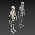 Two Standing Human Skeletons With Anatomical Details On Gray Background 3d model