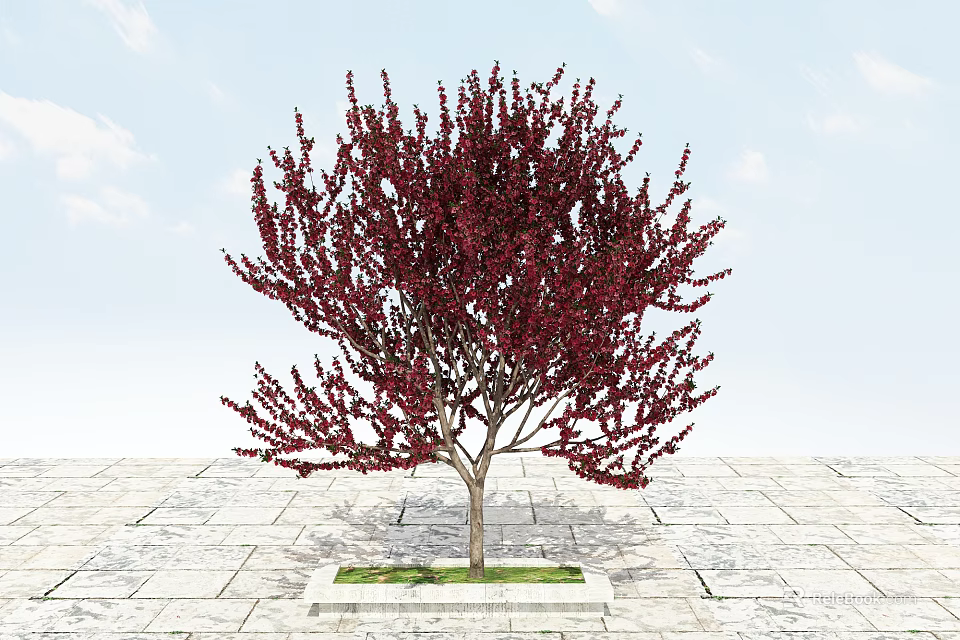 Red Leaf Tree with Slender Trunk Lush Branches on Stone Pavement Grass Patch Blue Sky 3d model