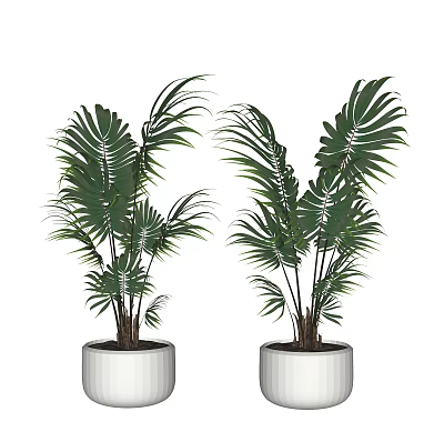 Two Bonsai Potted Plants With Large Green Leaves In White Pots 3d model