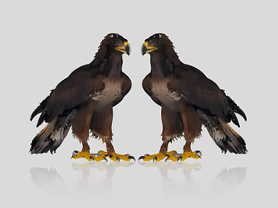 Two Standing Eagles With Brown Feathers Yellow Talons On Gray Background Including Reflections 3d model
