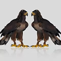 Two Standing Eagles With Brown Feathers Yellow Talons On Gray Background Including Reflections 3d model
