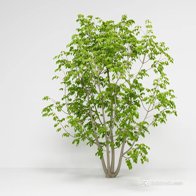 Lush Green Arbor With Multiple Trunks And Dense Foliage In Indoor Setting 3d model 