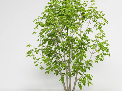 Lush Green Arbor With Multiple Trunks And Dense Foliage In Indoor Setting 3d model