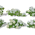 Multiple Clusters of White Flower Bushes with Green Leaves for Garden Decoration