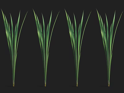 Four Green Aquatic Plants with Long Slender Leaves on Black Background 3d model