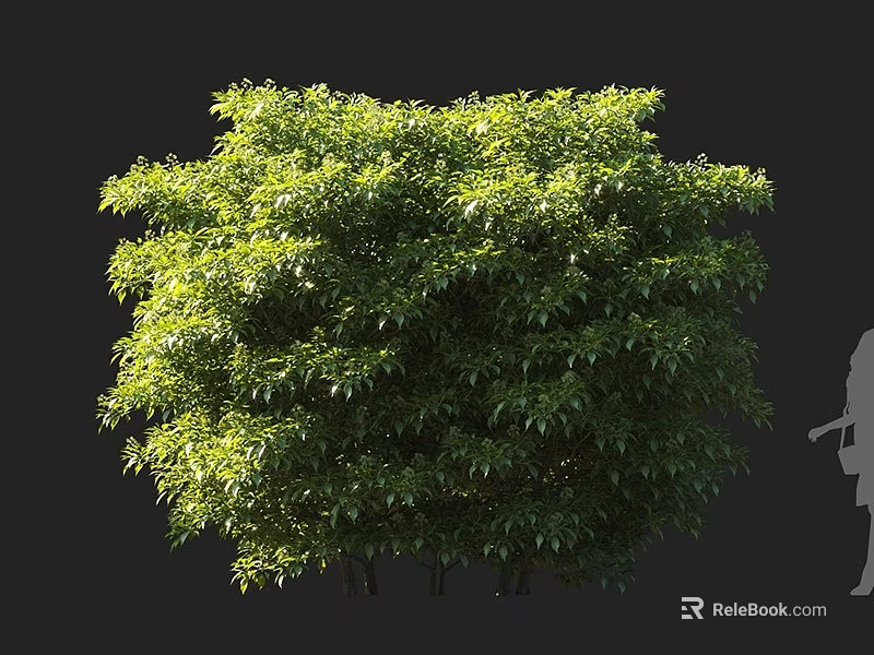 Lush Green Leafy Shrub With Dense Foliage And Human Figure For Size Reference 3d model 