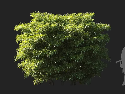 Lush Green Leafy Shrub With Dense Foliage And Human Figure For Size Reference 3d model