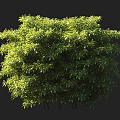 Kunlan Trees Ornamental Trees Landscape Trees Garden Trees Small Trees Shrubs Cushion Shrubs Ornamental Shrubs Courtyard Shrubs 3d model