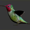 Vibrant Hummingbird Pink Head Red Throat Green Body Spread Wings Reflection On Smooth Surface