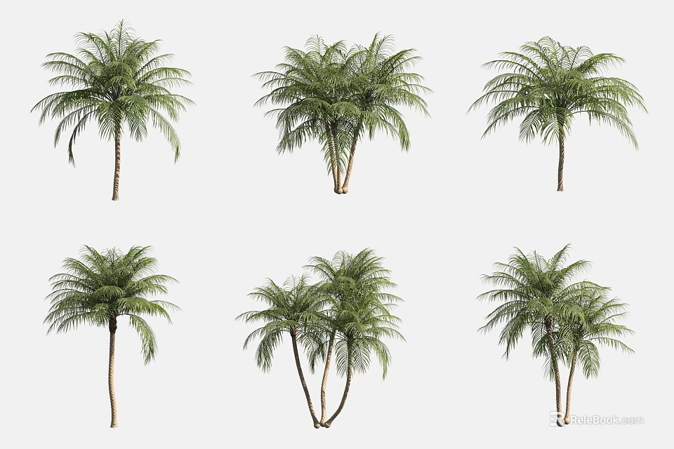 Palm Trees In Various Growth Forms With Single And Multiple Trunks For Landscape 3d model 