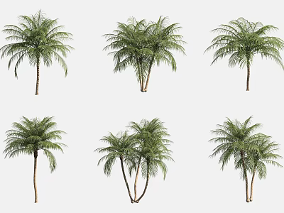 Palm Trees In Various Growth Forms With Single And Multiple Trunks For Landscape 3d model