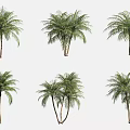 Palm Trees In Various Growth Forms With Single And Multiple Trunks For Landscape 3d model